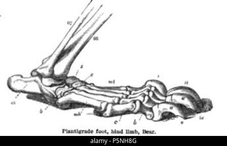 N/A. Inglese: illustrazione di recare hind piede, preso dall'anatomia dei vertebrati: uccelli e mammiferi lontano/da Richard Owen, publikigita de/pubblicato da Longmans, verde e Co., 1866 Esperanto: desegnao pri malantaa piedo de urso . 1866. Richard Owen 179 Bear Foot Foto Stock