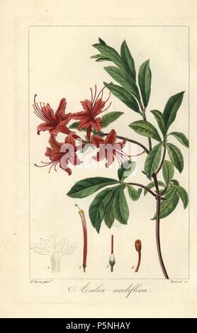 Azalea colore rosa, Rhododendron nudiflorum. Imbianchini Handcolored incisione su rame di Barrois da una illustrazione botanica da Pancrace Bessa da mordenzante de launay 'Herbier General de l'amatoriale,' Audot, Parigi, 1820. L'Herbier è stato pubblicato dal 1810 al 1827 e modificati da mordenzante de launay e Loiseleur-Deslongchamps. Bessa (1772-1830S), insieme con La Redoute e Turpin, è considerato uno dei maggiori botanici francese di artisti del XIX secolo. Foto Stock