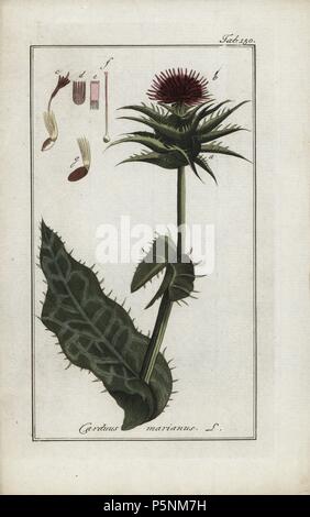 Cardo, Silybum marianum, nativo di Europa meridionale. Handcolored calcografia incisione botanica da Johannes Zorn "Afbeelding der Artseny-Gewassen", Jan Christiaan Sepp, Amsterdam, 1796. Zorn pubblicato per la prima volta il suo medico illustrato botanica di Norimberga nel 1780 con 500 lastre ed una versione olandese seguita nel 1796 pubblicato da J.C. Sepp con un ulteriore 100 piastre. Zorn (1739-1799) era un tedesco il farmacista e botanico che ha raccolto le piante medicinali provenienti da tutta Europa per il suo "Icones plantarum medicinalium' per oncia e medici. Foto Stock