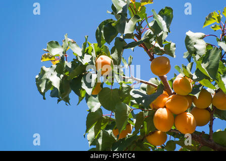 Le albicocche di maturazione sul ramo di albero Foto Stock