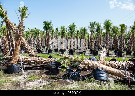 Immokalee Florida, dopo uragano Irma tempesta, nursery danno distruzione aftermath, palme cadute, visitatori viaggio turistico turismo lan Foto Stock