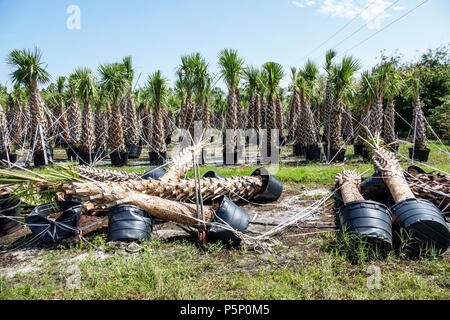 Immokalee Florida, dopo uragano Irma tempesta, nursery danno distruzione aftermath, palme cadute, visitatori viaggio turistico turismo lan Foto Stock
