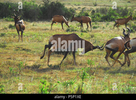 Uno scenario naturale di Red Hartebeest la carica di altri che sono scappati in Sud Africa. Si prega di notare la sfocatura in movimento è dovuto agli animali in esecuzione. Foto Stock