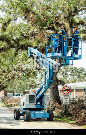 Florida,LaBelle,dopo l'uragano Irma,danni distruzione aftermath,disaster recovery sollievo,recupero pulizia,quercia viva,uomo ispanico maschio,Genie Foto Stock