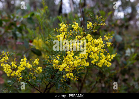 Il graticcio australiano bush con un luminoso giallo fiore a Blackheath Nuovo Galles del Sud Australia il 13 giugno 2018 Foto Stock