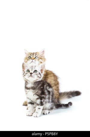 British Shorthair e longhair cat isolato su uno sfondo bianco. Foto Stock