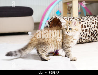 Fluffy British longhair cat giocando in salotto Foto Stock