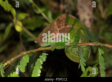 Panther chameleon, Madagascar Foto Stock