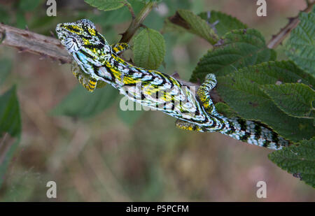 Tappeto camaleonte, Madagascar Foto Stock