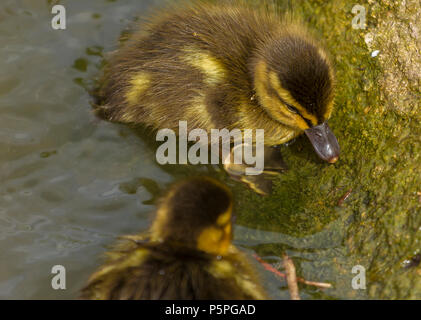 Northern Mallard anatroccolo a Slimbridge Foto Stock