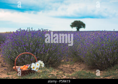 Bel cesto con le pesche, i fiori di camomilla e baguette francesi con un cappello di paglia sulla sommità in una straordinaria fioritura di campo di lavanda in Pazardzhik Foto Stock