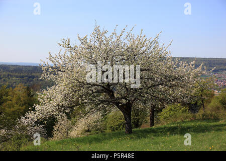 Fiore di Ciliegio in Svizzera della Franconia vicino Kirchehrenbach, distretto di Forchheim, Alta Franconia, Baviera, Germania Foto Stock