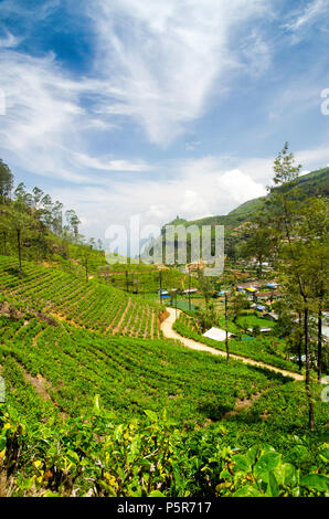 Damro piantagione di tè, Sri Lanka Foto Stock