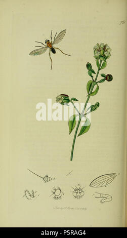 N/A. Inglese: John Curtis British Entomologia (1824-1840) Folio 768 (errore nel nome del file) Diptera: Lonchoptera flavicauda = Lonchoptera lutea.La pianta è Silene baccifera (Berry Catchfly) . 1836. John Curtis 238 Britishentomologyvolume8piastra161 Foto Stock