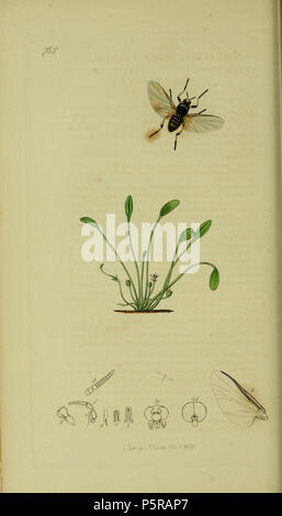 N/A. Inglese: John Curtis British Entomologia (1824-1840) Folio 765 Diptera: Simulium trifasciatum Curtis. La pianta è Limosella aquatica (Mudwort). 1836. John Curtis 238 Britishentomologyvolume8piastra765 Foto Stock