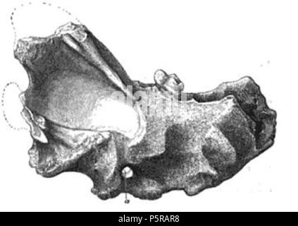 N/A. Inglese: illustrazione di un lupo britannico ganascia. circa 1846. Richard Owen (20 luglio 1804-18 dicembre 1892). 238 Britwolfjaw Foto Stock