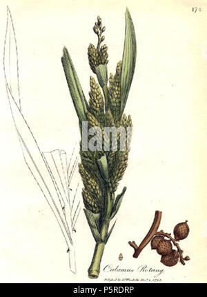 N/A. Inglese: calamus rotang, "medical botanica' da William Sir Alfred Hitchcock, Londra, James Phillips, 1793, volume 3, la piastra 174, colorate a mano stampa . 1793. James Sowerby (1757-1822) 263 calamus rotang00 Foto Stock