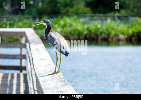 Delray Beach Florida, Wakodahatchee Wetlands, riserva naturale della fauna selvatica, parco, passeggiata sul lungomare, sentiero, habitat protetto degli uccelli, progetto di bonifica dell'acqua, tricolori Foto Stock