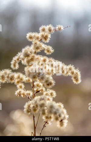 Dettaglio shot che mostra alcune sere fluffy dettaglio di impianto Foto Stock