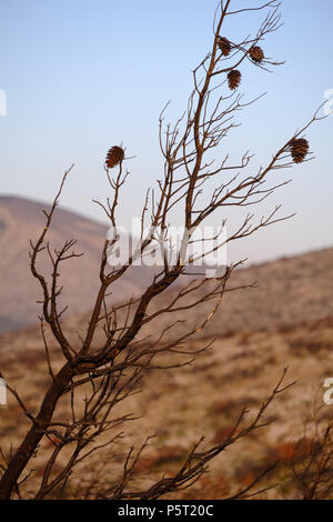 PineTrees ( Pinus halepensis ) con i coni dopo solo solo superstite di un recente incendio di montagna. Saronida, Grecia. Foto Stock