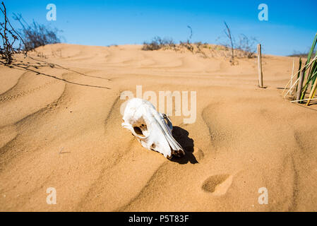 Cranio di pecora in sabbia vicino Foto Stock