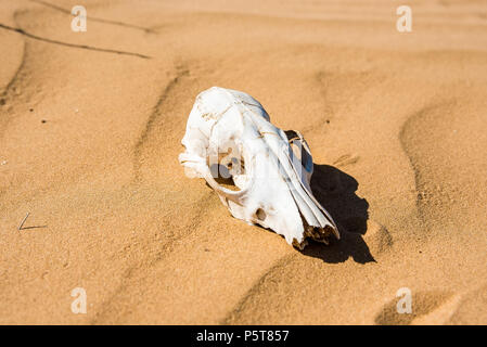 Cranio di pecora in sabbia vicino Foto Stock