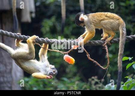 Due scimmie scoiattolo raffreddarsi allo Zoo di Londra come come la canicola estiva continua. Foto Stock