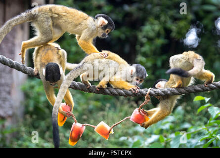 Scimmie scoiattolo raffreddarsi allo Zoo di Londra come come la canicola estiva continua. Foto Stock