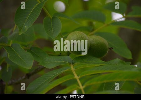 Frutti del comune albero di noce in giugno, acerbi hairy noce verde su albero Foto Stock