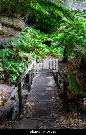 Le felci e le pareti del canyon a Lithgow tunnel delle lucciole nelle Blue Mountains del Nuovo Galles del Sud Australia il 14 giugno 2018 Foto Stock