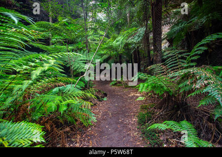 Le felci e le pareti del canyon a Lithgow tunnel delle lucciole nelle Blue Mountains del Nuovo Galles del Sud Australia il 14 giugno 2018 Foto Stock