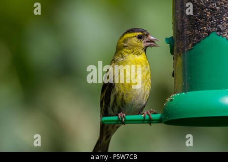 Lucherino. Carduelis spinus. Maschio singolo su un seme alimentatore. La contea di Powys. Galles Foto Stock