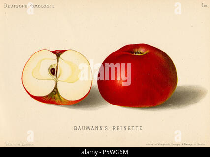 N/A. Inglese: Illustrazione 28 dalla Deutsche Pomologie - Aepfel cultivar di Apple mostrato: Baumann's Reinette . tra 1882 e 1883. Wilhelm Lauche (1827-1883) nomi alternativi Lauche Descrizione botanico tedesco horticulturalist pomologist, Data di nascita e morte 1827 1883 Luogo di nascita Gartow sede di lavoro in Germania. Per la maggior parte di Erfurt, Hannover, e Potsdam competente controllo : Q73819 VIAF:25384317 ISNI:0000 0001 0880 8344 botanico:Lauche Aprire Libreria:OL5362022A GND:117606367 444 Deutsche Pomologie - Aepfel - 028 Foto Stock