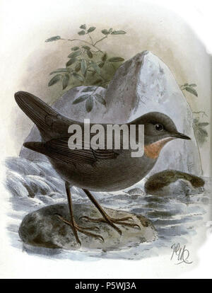 N/A. Inglese: " Cinclus schulzi " = Cinclus schulzii (Rufous-throated Dipper) Français: " Cinclus schulzi " = Cinclus schulzii (Cincle à gorge rousse) . 1889. John Gerrard Keulemans (1842-1912) nomi alternativi Johannes Gerardus Keulemans; J. G. Keulemans Descrizione ornitologo olandese e artista Data di nascita e morte 8 Giugno 1842 29 dicembre 1912 Luogo di nascita e morte Rotterdam London Authority control : Q1335286 VIAF:42113661 ISNI:0000 0000 6313 981X ULAN:500041975 LCCN:N98083374 NLA:35268760 WorldCat 348 CinclusSchulziKeulemans Foto Stock