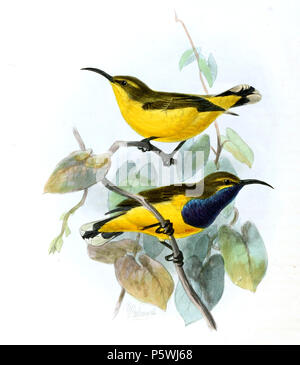 N/A. Cinnyris jugularis frenatus . 1880. John Gerrard Keulemans (1842-1912) nomi alternativi Johannes Gerardus Keulemans; J. G. Keulemans Descrizione ornitologo olandese e artista Data di nascita e morte 8 Giugno 1842 29 dicembre 1912 Luogo di nascita e morte Rotterdam London Authority control : Q1335286 VIAF:42113661 ISNI:0000 0000 6313 981X ULAN:500041975 LCCN:N98083374 NLA:35268760 WorldCat 349 Cinnyris jugularis frenatus Keulemans Foto Stock