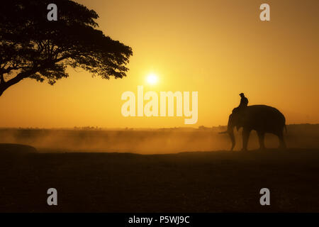 Ora d'oro del mahout e silhouette di elefante in campo mattina tempo questa la vita dei popoli nel villaggio di Chang della provincia di Surin, Thailandia. La tradizione li Foto Stock