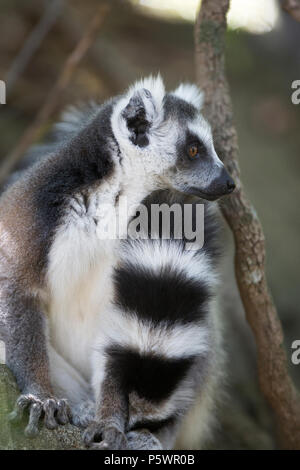Anello-tailed lemur, Madagascar Foto Stock