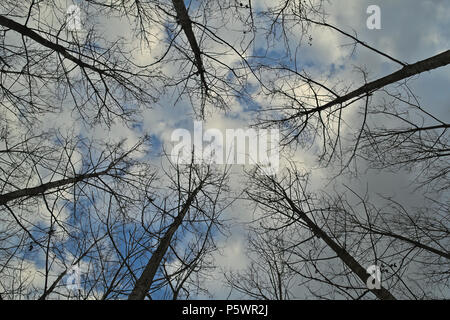 Visualizza in alto su sky nella foresta durante il periodo invernale Foto Stock