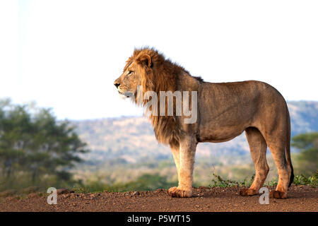 Maschio di leone Panthera leo osservata a livello degli occhi e in piedi di profilo in African game reserve Foto Stock