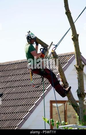 Tree chirurgo lavora con una sega a nastro e dispositivi di sicurezza omologati in sicurezza è sceso un grande albero giardino Foto Stock