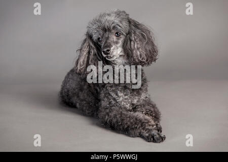 Un barboncino grigio, giacente in studio di fronte a uno sfondo scuro Foto Stock