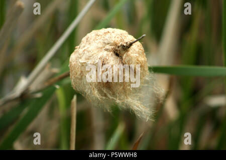 Close up di Tifa di fiori secchi, con semi sparsi dal vento Foto Stock