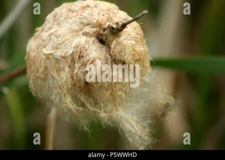 Close up di Tifa di fiori secchi, con semi sparsi dal vento Foto Stock