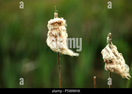 Close up di Tifa di fiori secchi, con semi sparsi dal vento Foto Stock