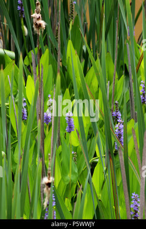 Rush Pickerel fiori in stagno Foto Stock
