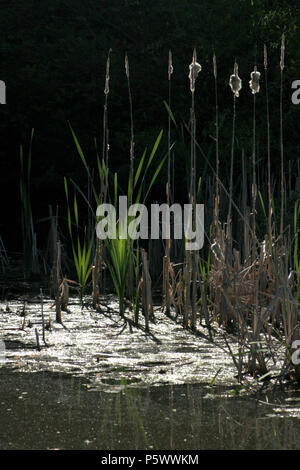 Cattails essiccato su stagno a fine estate Foto Stock