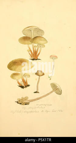 368 figure colorate di inglese funghi o funghi - t. 127 Foto Stock