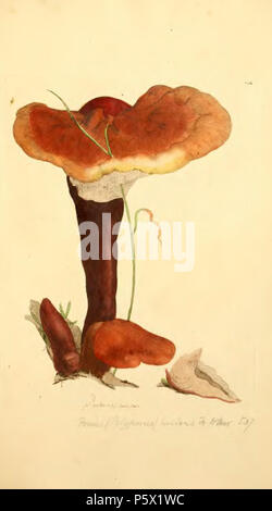 368 figure colorate di inglese funghi o funghi - t. 134 Foto Stock