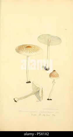 368 figure colorate di inglese funghi o funghi - t. 14 Foto Stock