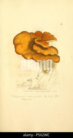 370 figure colorate di inglese funghi o funghi - t. 368 Foto Stock